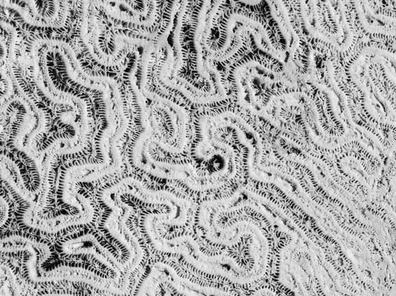 Detail of coral fossils on a large rock in the Florida Keys, in black and white, for themes of nature, evolution, marine environments